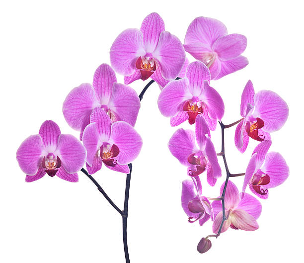 istock beautiful pink orchid 171341964