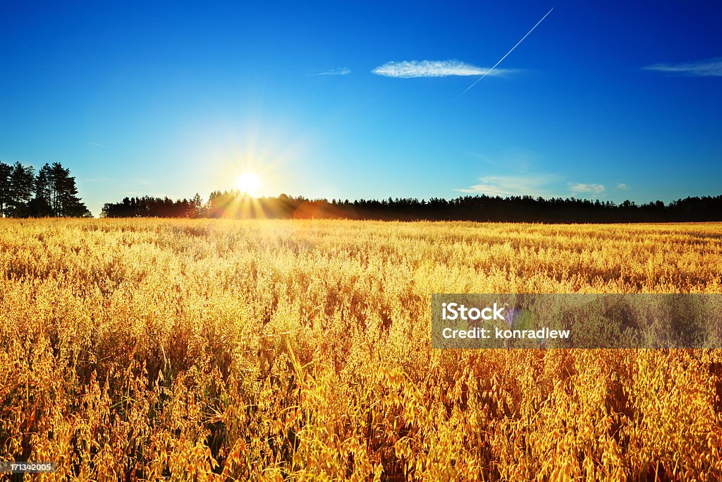 Farbenfrohen Sonnenaufgang über dem Sommer Weizen Feld Landschaft - Lizenzfrei Agrarbetrieb Stock-Foto