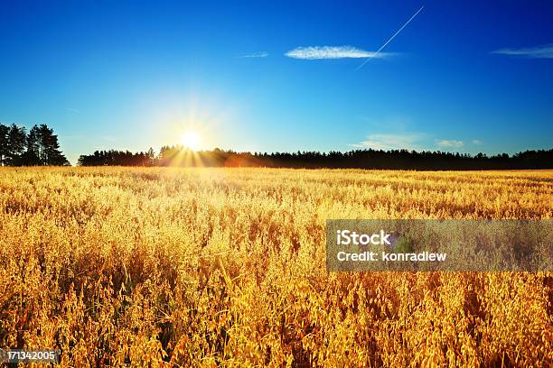 Colorida Puesta De Sol Sobre Campo De Trigopaisaje De Verano Foto de stock y más banco de imágenes de Agricultura