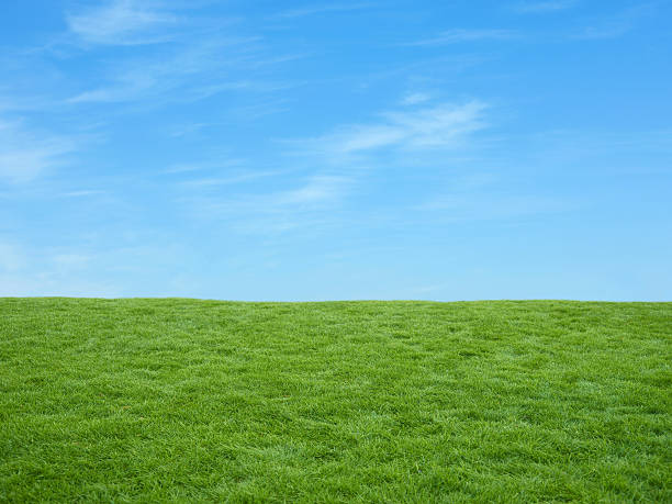 Irish fields Green lush field and blue sky background with very faint clouds. grass and sky stock pictures, royalty-free photos & images