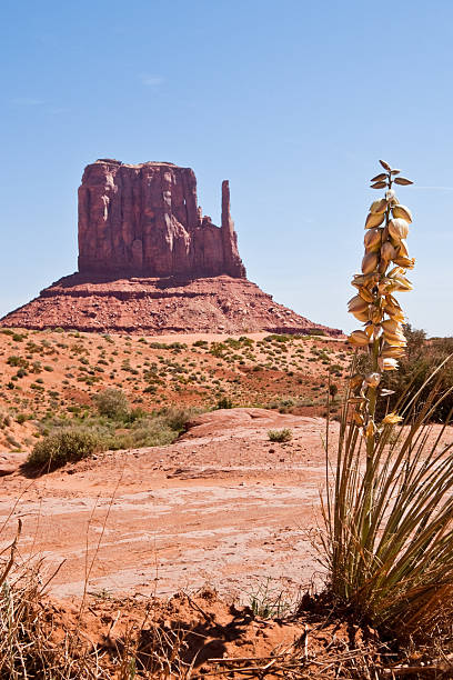 Yucca Plant and West Mitten Located on the Arizona/Utah border at an elevation of 5200 feet, Monument Valley is filled with unique sandstone formations. This scene is of the iconic West Mitten. Monument Valley Tribal is located near Oljato, Utah, USA. jeff goulden monument valley stock pictures, royalty-free photos & images