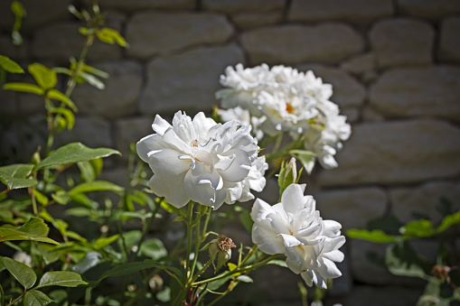 wild flower close-up, in front of houses in the village of Gordes in the south of France