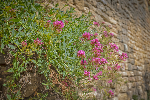 wild flower close-up, in front of houses in the village of Gordes in the south of France