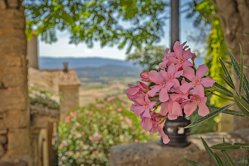 oleander close-up, in front of houses in the village of Gordes in the south of France
