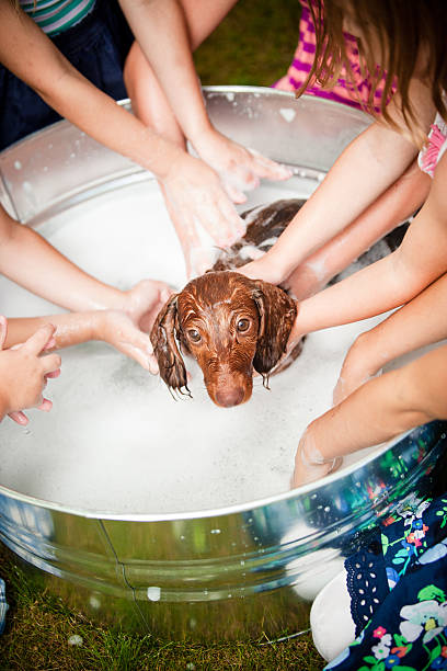 istock Group of Children Giving Puppy a Bath 171342652
