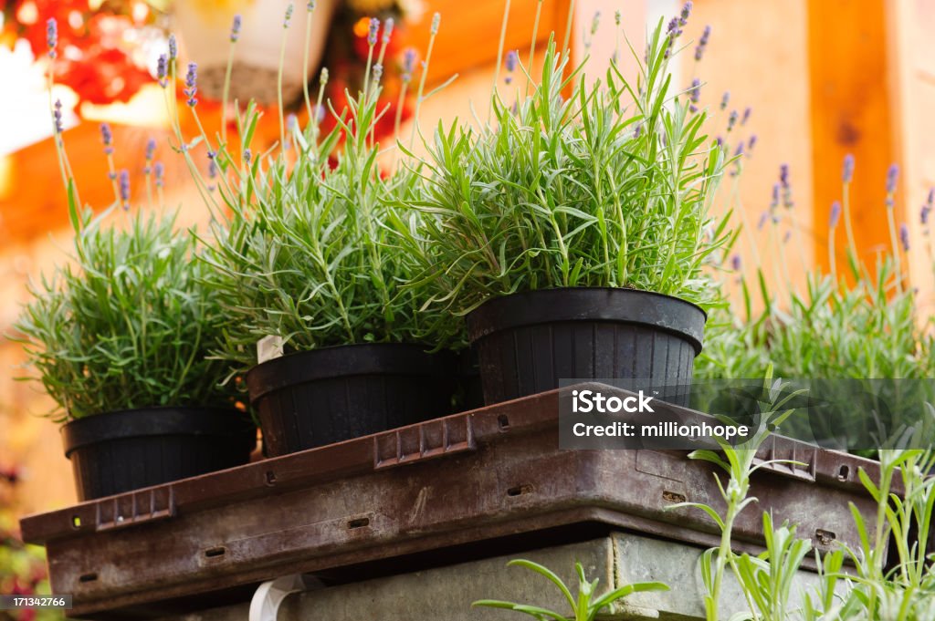 Lavender on top Looking up to lavender planted in pots in a gardening market. Lavender - Plant Stock Photo