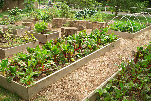 都会のコミュニティ庭園 - beet vegetable box crate ストックフォトと画像