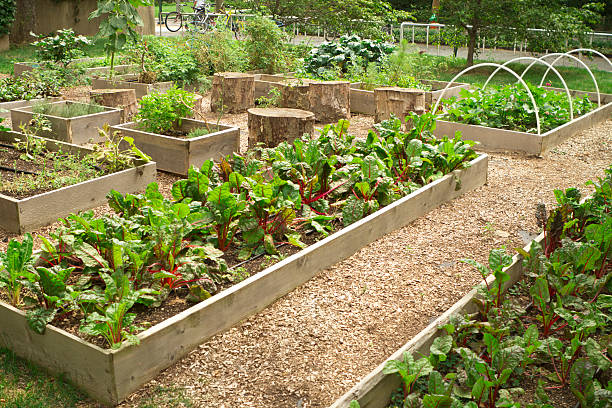 Urban community garden stock photo