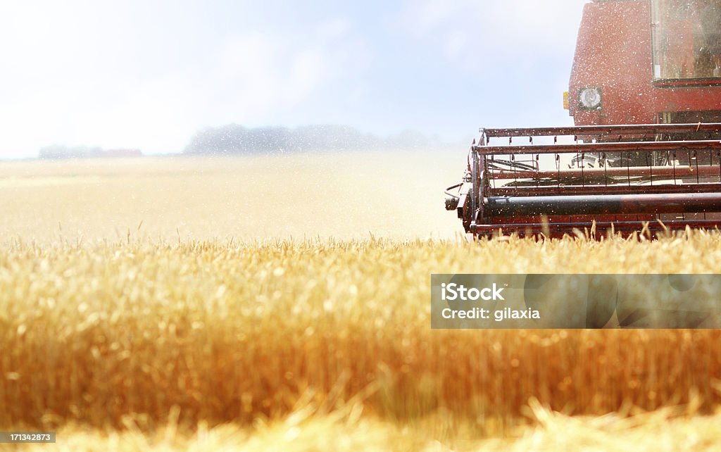 Harvest - Foto de stock de Campo - Tierra cultivada libre de derechos