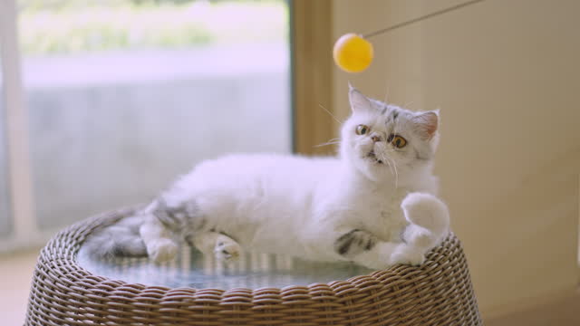 A white and silver Exotic Shorthair cat lying down cozily on the rattan stool and being obsessed with playing with a yellow ball that someone playing and teasing him at a cat cafe'.