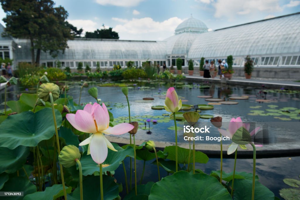 Lirio almohadillas jardín botánico de Nueva York - Foto de stock de Jardín Botánico libre de derechos