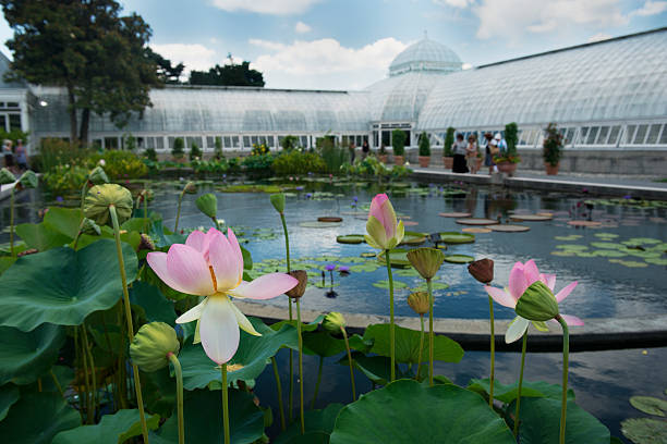 NYC Botanical Garden Lily Pads This is a color photograph taken during a summer at the New York City Botanical Garden in the Bronx. The pink lilies that fill the foreground are part of an exhibit on Monet's water lilies. In the background is the historic, Victorian greenhouse. botanical garden photos stock pictures, royalty-free photos & images