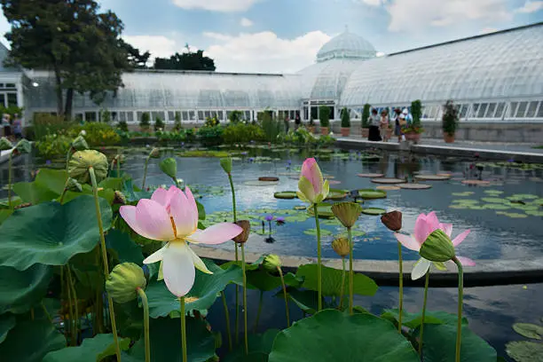 This is a color photograph taken during a summer at the New York City Botanical Garden in the Bronx. The pink lilies that fill the foreground are part of an exhibit on Monet's water lilies. In the background is the historic, Victorian greenhouse.