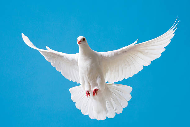 White dove with outstretched wings on blue sky Bueatiful white dove with wings outstretched flying in a clear blue sky pigeon photos stock pictures, royalty-free photos & images