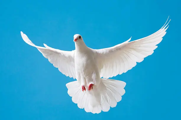 Photo of White dove with outstretched wings on blue sky