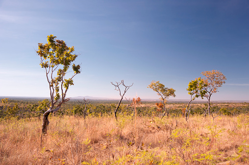 Trees in a prairie in Mato Grosso state in  West-Central Brazil