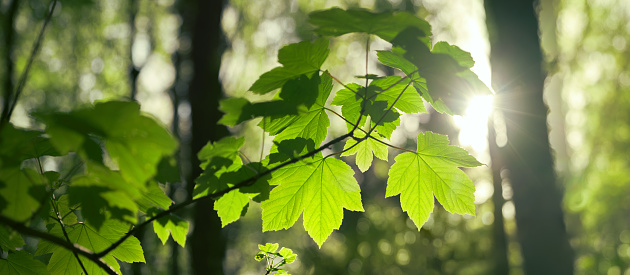 Backlit green leaves on a branch in the woods, illuminated by gentle sunrays, with trees as bokeh background, panoramic format