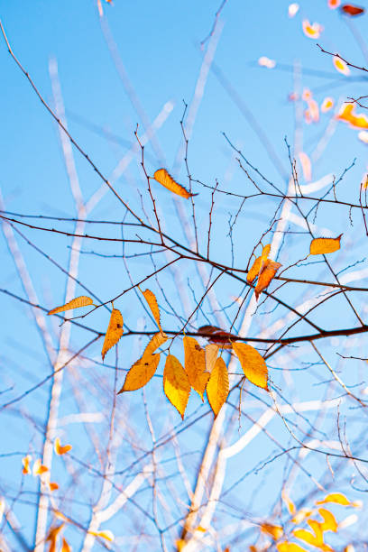 istock Orange leaves on tree branches against a blue sky background during autumn in Korea 1713432383