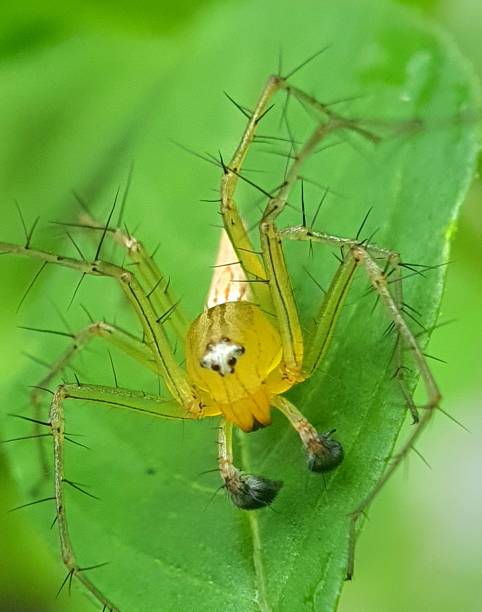 istock Philippine Boxer Lynx Spider 2 1713434127
