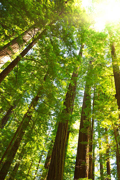 istock Redwood National Park 171343541