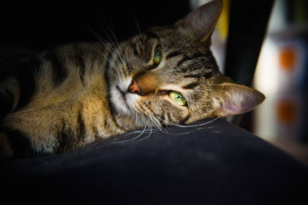 istock A cat looks directly into the camera 1713436300