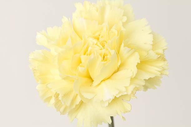 Yellow carnation stock photo