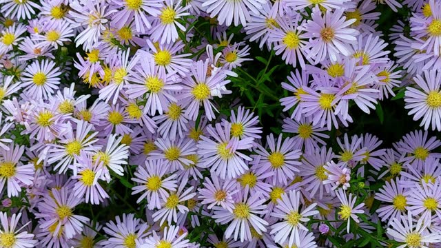 Bees pollinate, collect nectar from the bushes of Astra Tatar Aster tataricus close-up in nature