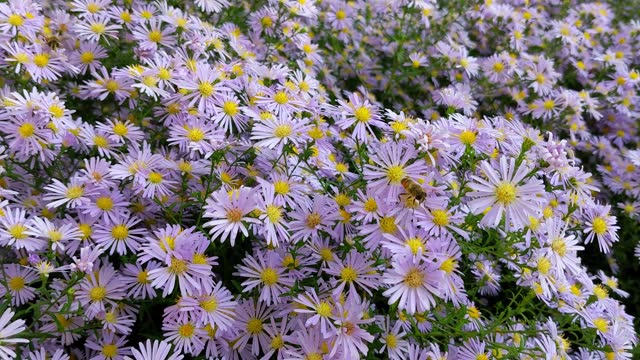 Bees pollinate, collect nectar from the bushes of Astra Tatar Aster tataricus close-up in nature