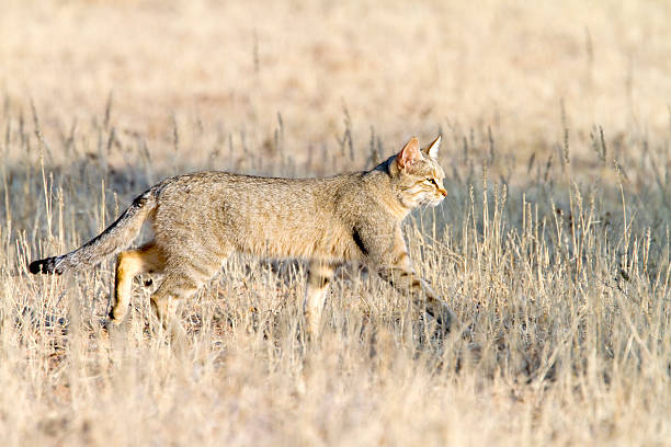 African Wildcat, Kgalagadi Transfrontier Park, South Africa stock photo