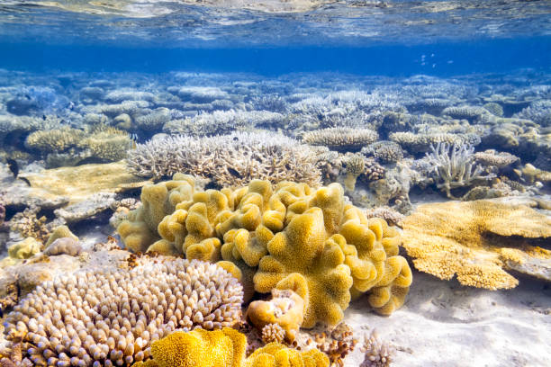 istock Beautiful Exotic Coral Reef 171343930
