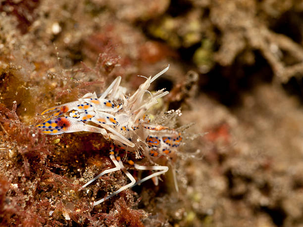 istock Spiny tiger shrimp - Phyllognathia ceratophthalmus 171344006