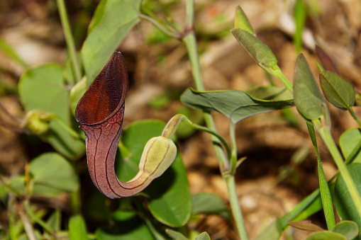 The flowers of Aristolochia form a tube with which they attract insects for pollination.