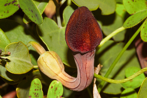 The flowers of Aristolochia form a tube with which they attract insects for pollination.