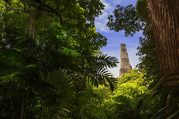 Tikal Guatemala "View of a the top part of a temple-pyramid on the archeological site of Tikal, shoot thru an opening in the forest." maya temple stock pictures, royalty-free photos & images