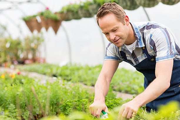 istock Male Worker Pruning Plants In Greenhouse 171344296