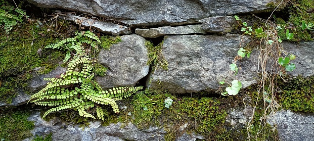 Rocky defence with green Nordic plants. Natural pattern background
