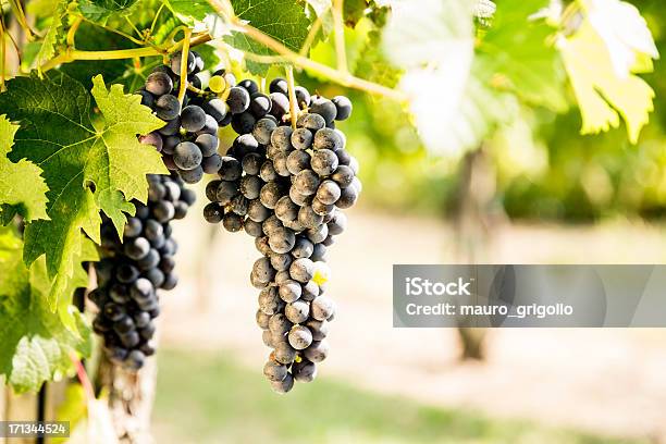 Uve In Vigna - Fotografie stock e altre immagini di Agricoltura - Agricoltura, Alimentazione sana, Ambientazione esterna