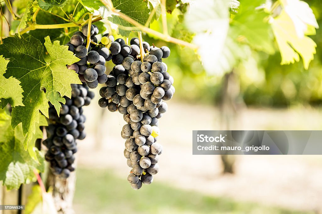 Uvas nos vinhedo - Foto de stock de Agricultura royalty-free