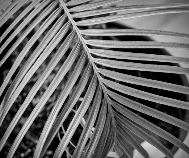 istock palm leaves on a dark background 1713446097