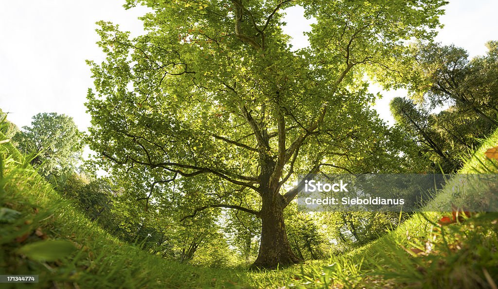 Plane tree on summer morning, wide-angle-panoramic (frog's eye view/ fisheye). "Plane tree on summer morning in park, wide-angle panoramic image (frog's eye view/ fisheye-like effect). High resolution.related:" Single Object Stock Photo