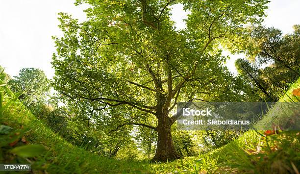 Plane Tree On Summer Morning Wideanglepanoramic Stock Photo - Download Image Now