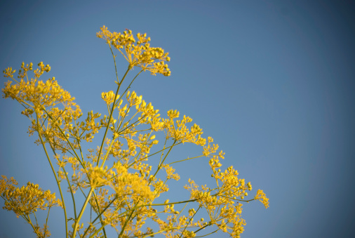 Japanische Kerria (Kerria japonica Pleniflora), yellow flowers and leaves against the blue sky