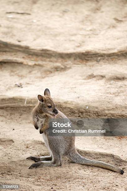 Um Lindo Filhote De - Fotografias de stock e mais imagens de Animal - Animal, Canguru, Cria