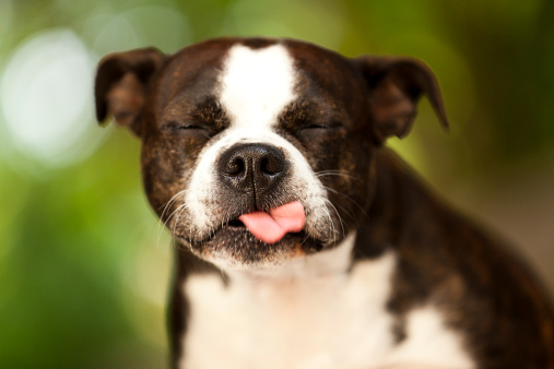 Disgusted dog sticking out tongue and making a face.