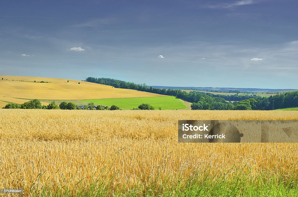 Gerste Felder in Deutschland-Thüringen - Lizenzfrei Agrarbetrieb Stock-Foto