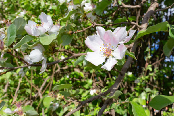 close up quince flower in spring detail of the white quince flower in spring cydonia stock pictures, royalty-free photos & images