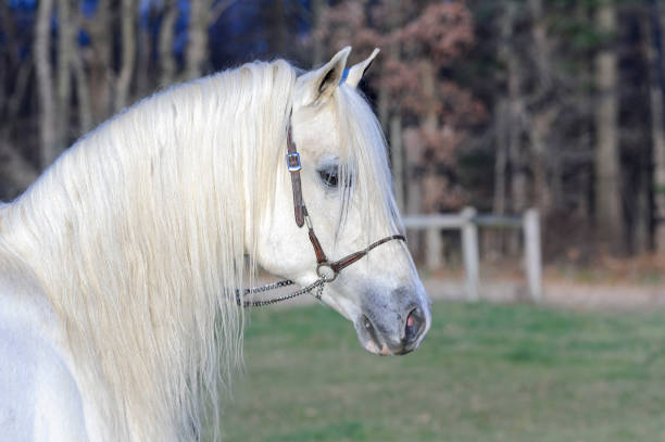 istock White Horse Head Shot, Arabian Stallion with Full Mane 171345437