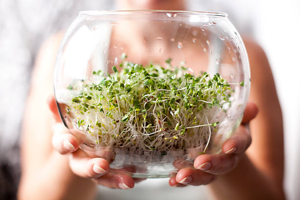 Sprouts Of Broccoli stock photo