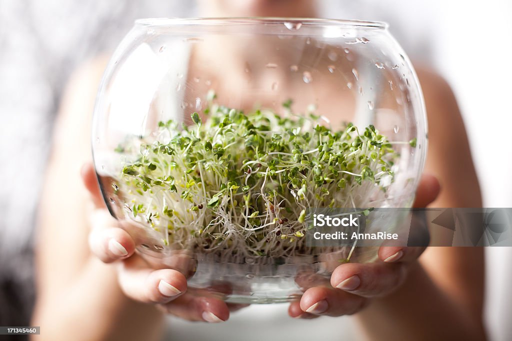 Сланцы из брокколи - Стоковые фото Росток - Стадия развития растения роялти-фри