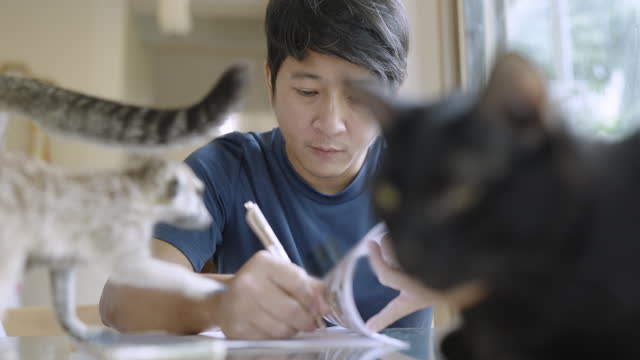 A man writing his paperwork and being distracted and laughing while 2 shorthair cats and a meerkat trying to play with him and walking on his table at a cat cafe'.